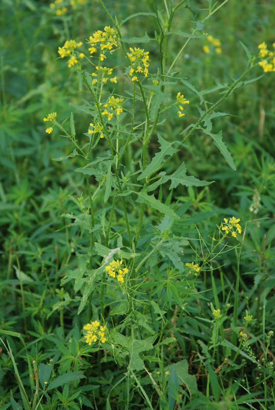 Image of Sisymbrium loeselii specimen.