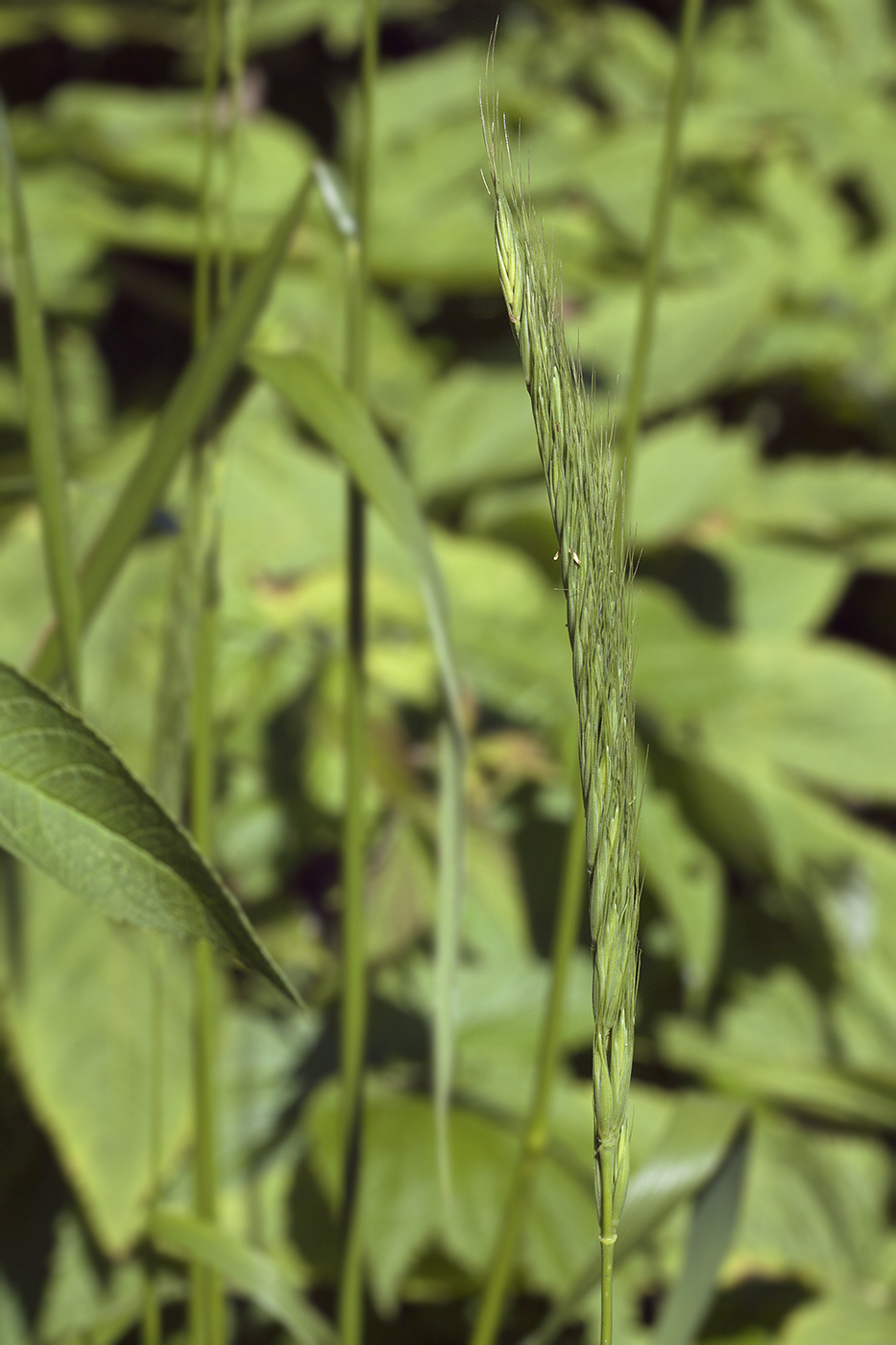 Image of Elymus excelsus specimen.