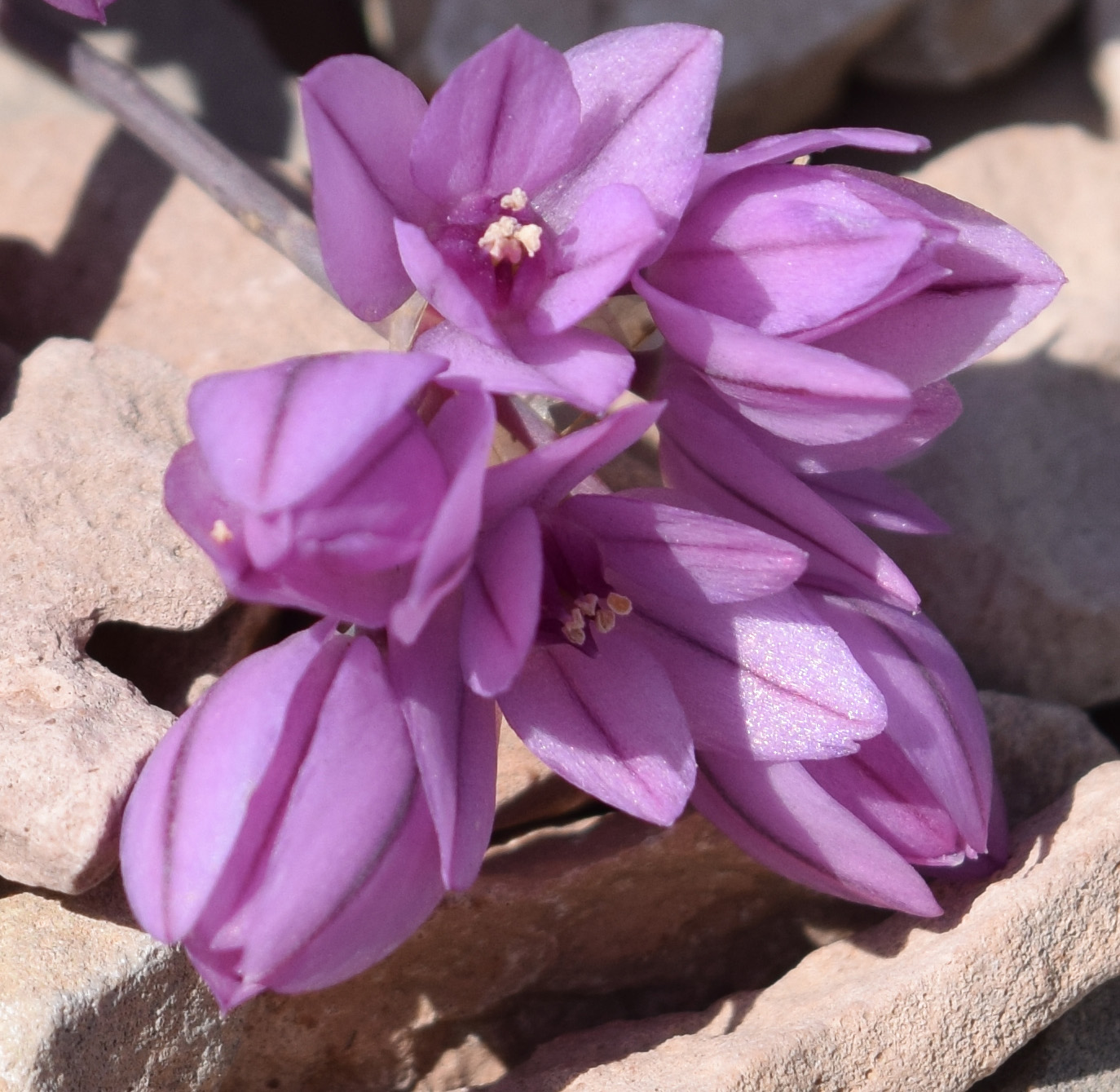 Image of Allium oreophilum specimen.