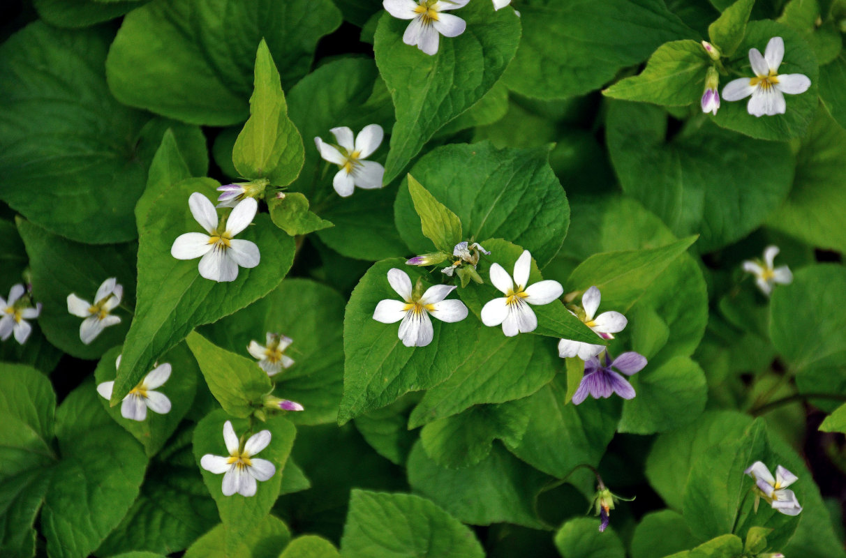 Image of genus Viola specimen.