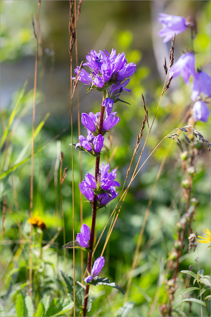 Изображение особи Campanula glomerata.