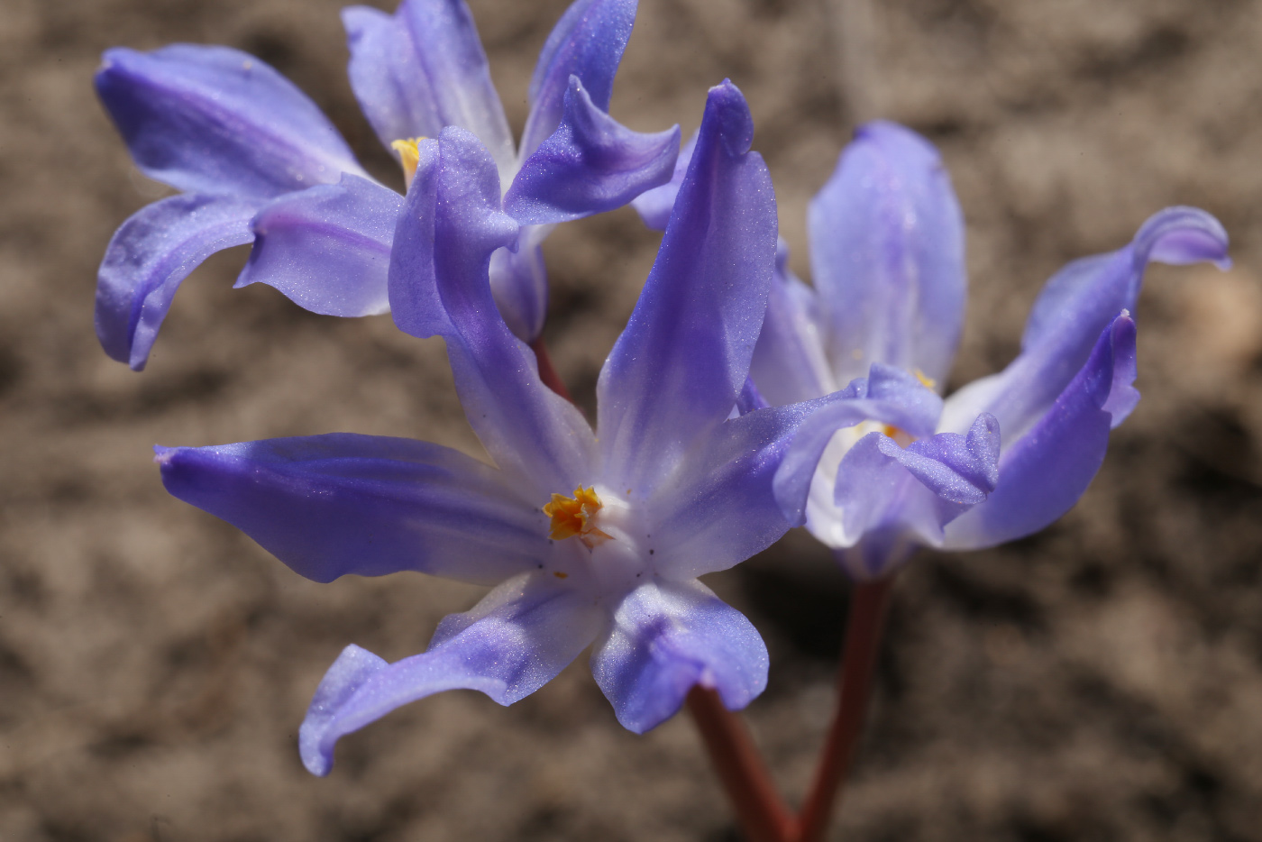 Image of Chionodoxa luciliae specimen.