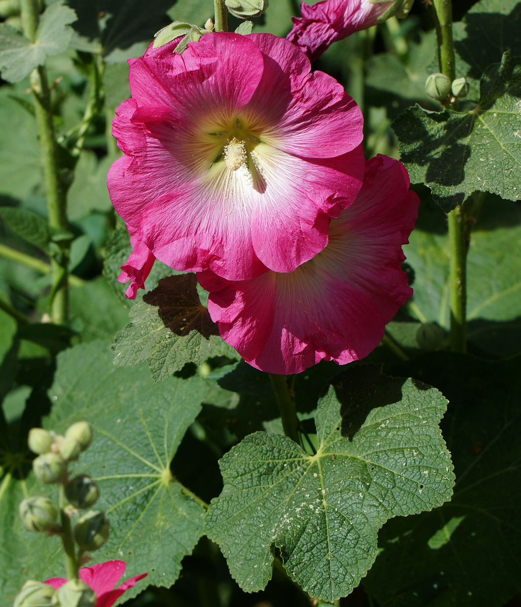 Изображение особи Alcea rosea.