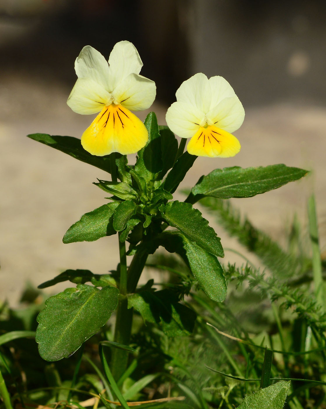 Изображение особи Viola tricolor.