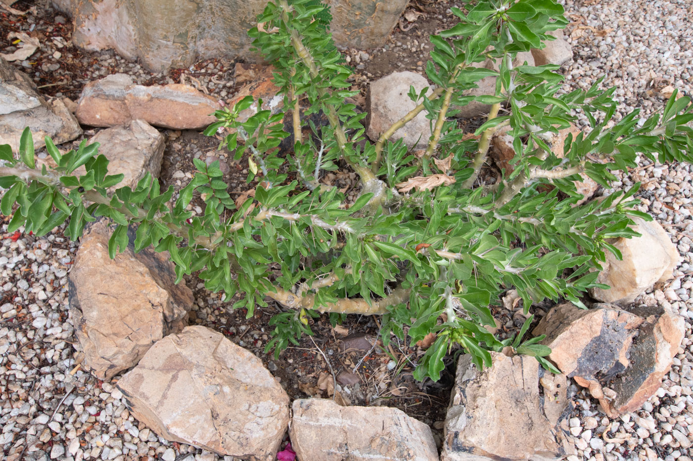 Image of Pachypodium saundersii specimen.