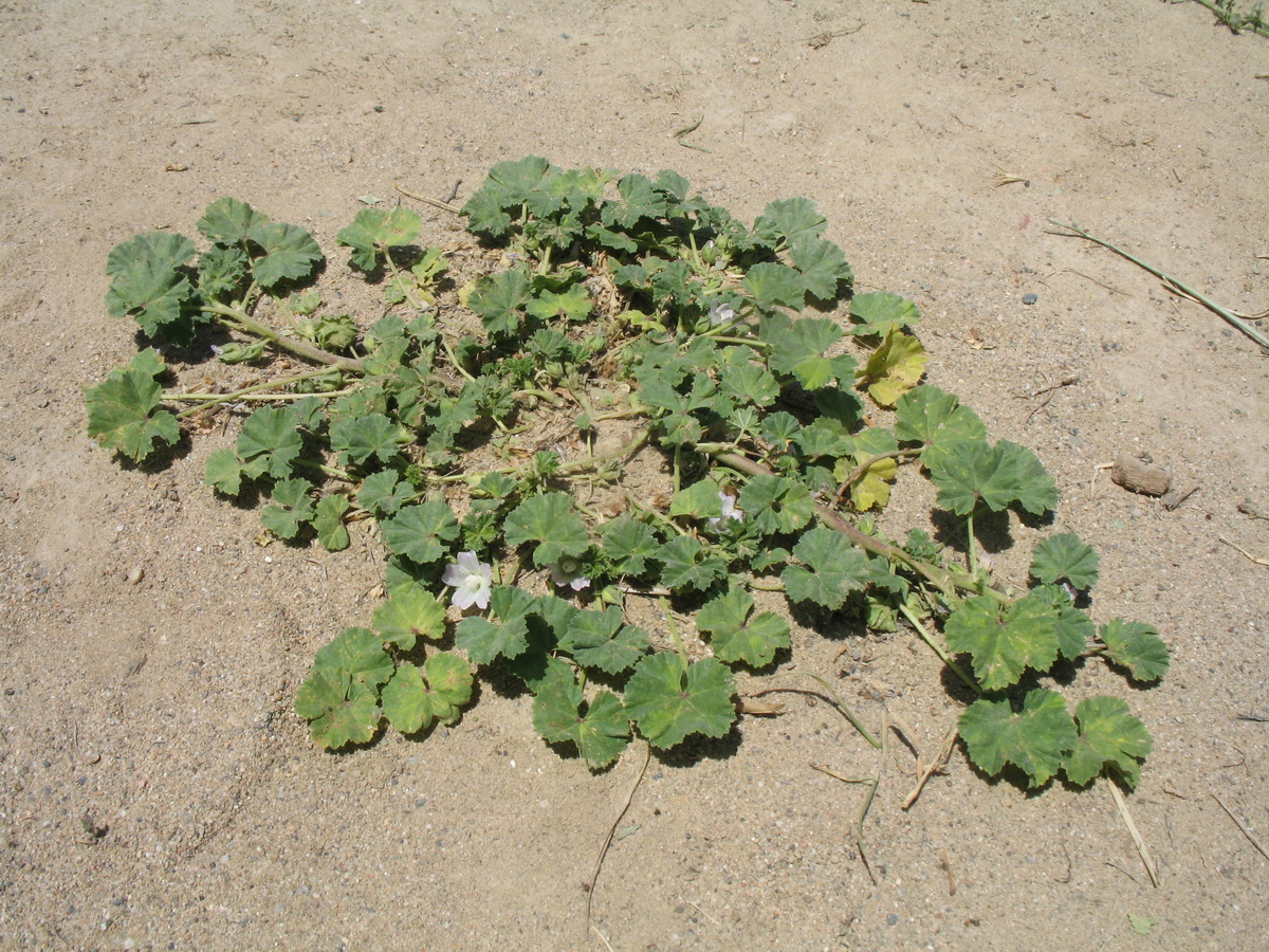 Изображение особи Malva neglecta.