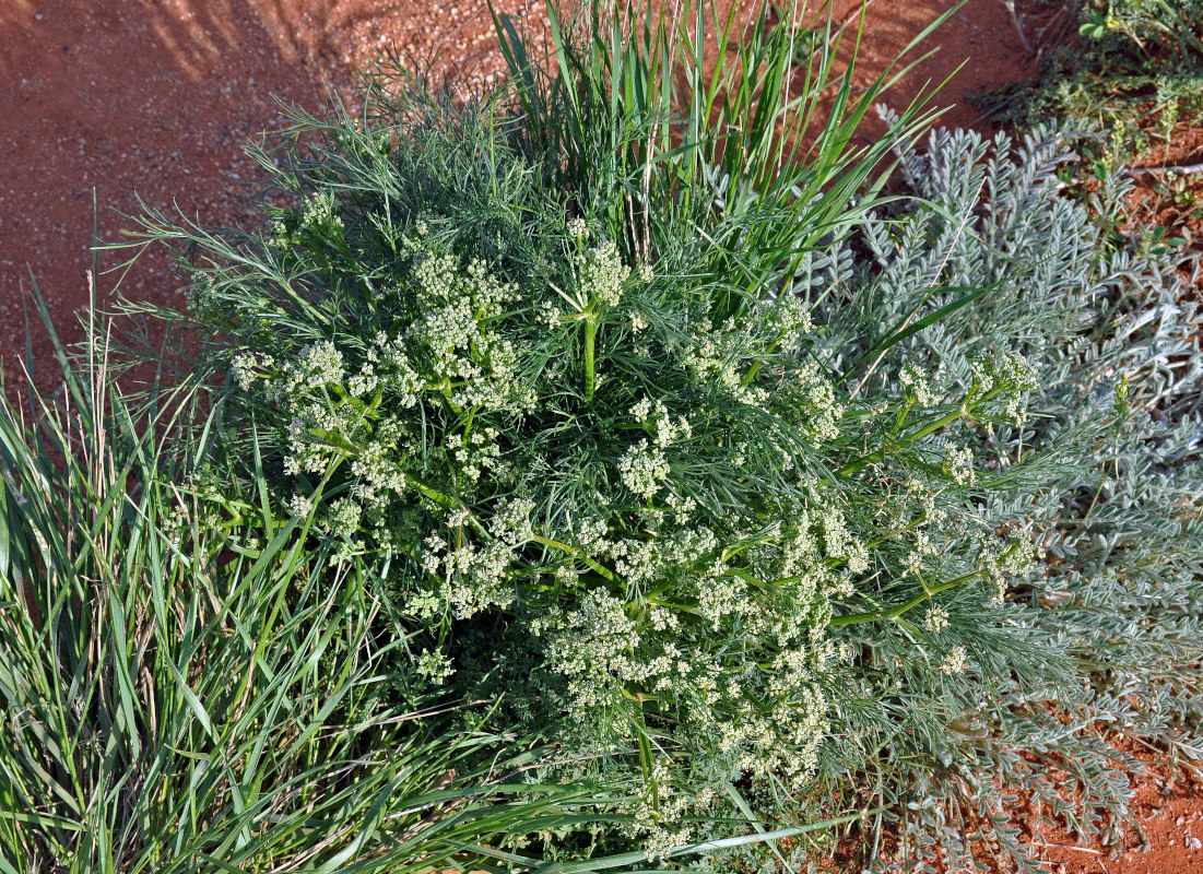 Image of familia Apiaceae specimen.