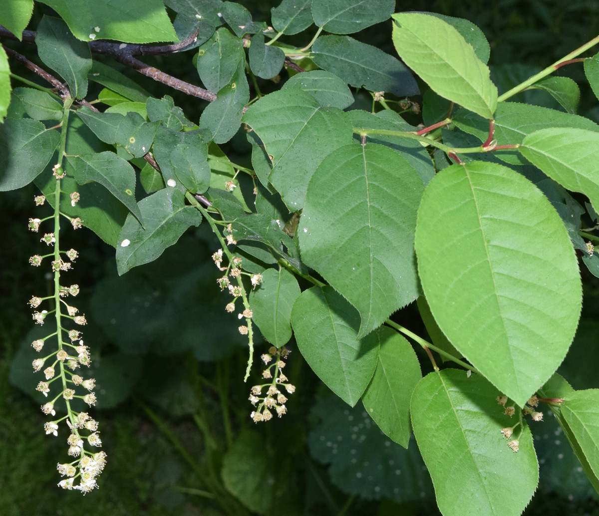 Изображение особи Padus virginiana.