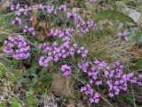 Thymus paucifolius