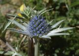 Eryngium bourgatii. Соцветие. Испания, автономное сообщество Каталония, провинция Жирона, комарка Рипольес, муниципалитет Сеткасес, курорт \"Вальтер 2000\", ≈2200 м н.у.м., склон горной долины. 20.08.2020.