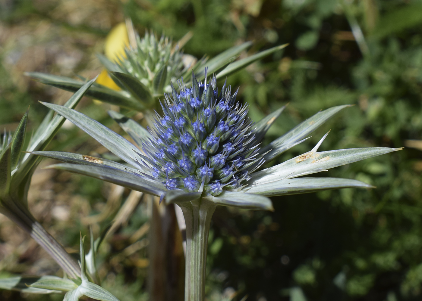 Image of Eryngium bourgatii specimen.