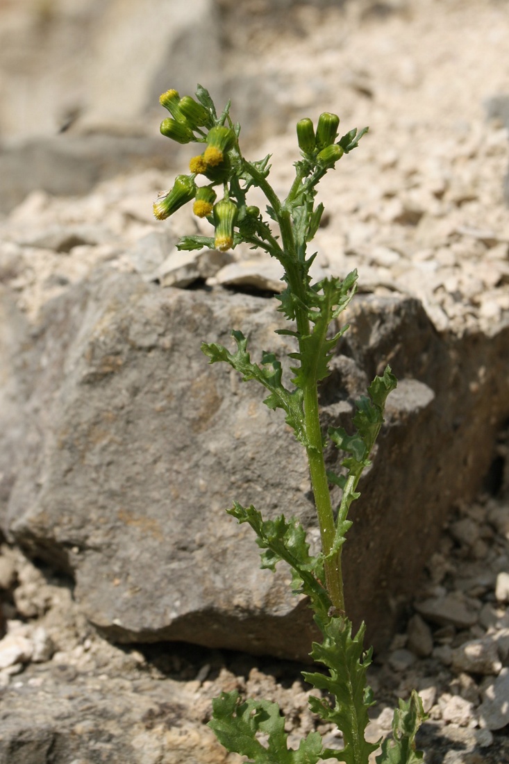 Изображение особи Senecio vulgaris.