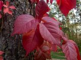 Parthenocissus quinquefolia. Листья в осенней окраске. Московская обл., г. Дубна, лесопарк, окр. детской площадки \"Лесная сказка\", на сосне. 29.09.2020.