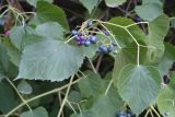 Ampelopsis cordata. Часть побега с плодами. Узбекистан, г. Ташкент, Ботанический сад им. Ф.Н. Русанова, североамериканская часть дендропарка. 01.09.2010.