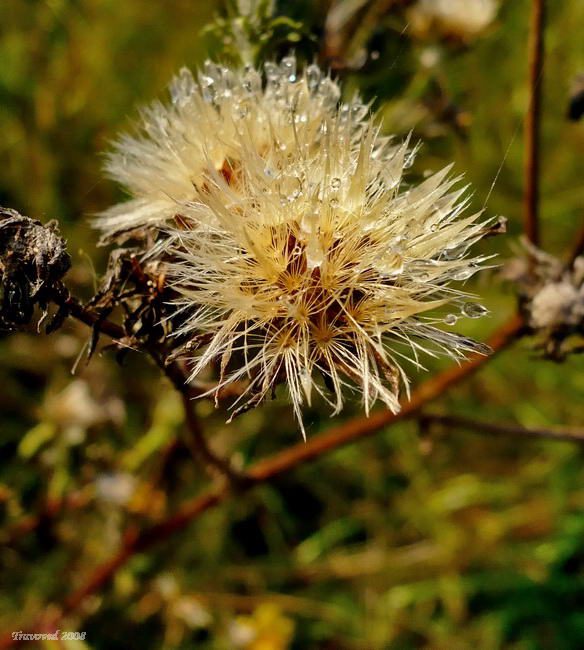 Изображение особи Picris hieracioides.