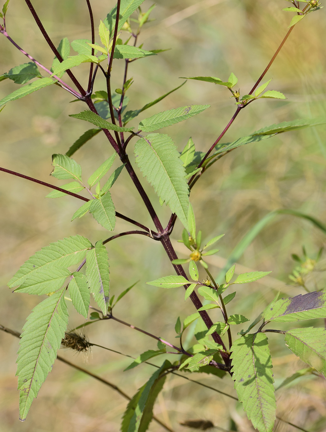 Image of Bidens frondosa specimen.