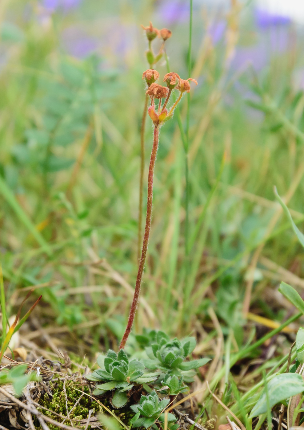 Image of Androsace arctisibirica specimen.