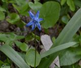 Scilla siberica