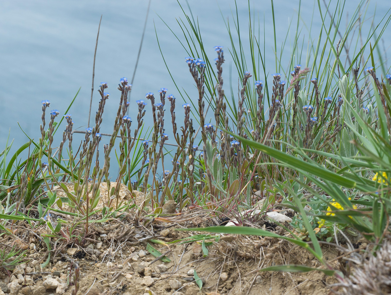 Изображение особи Myosotis incrassata.