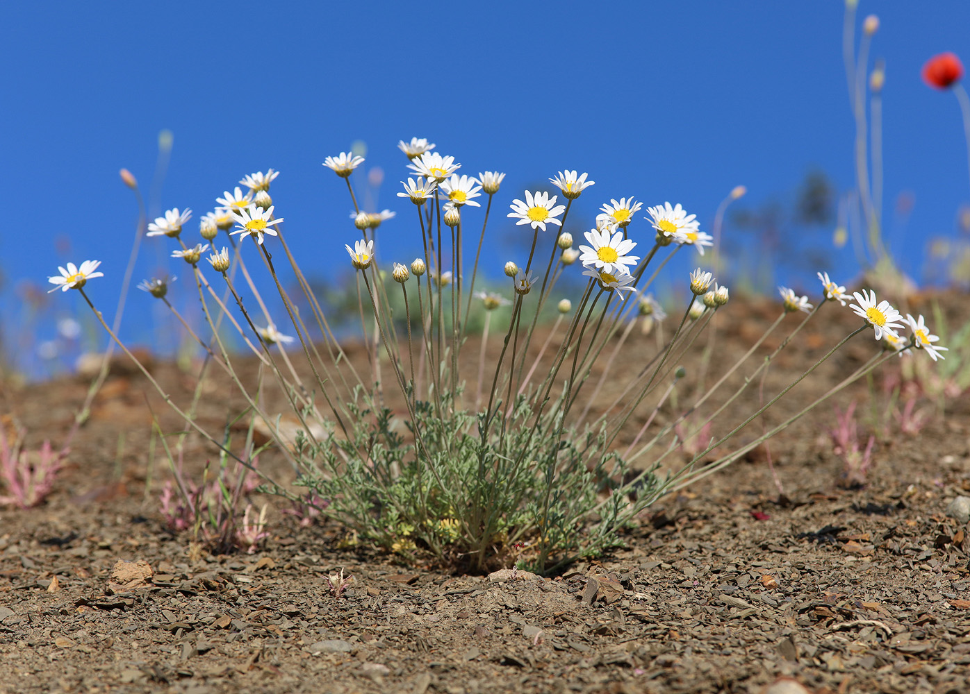 Image of Anthemis sterilis specimen.