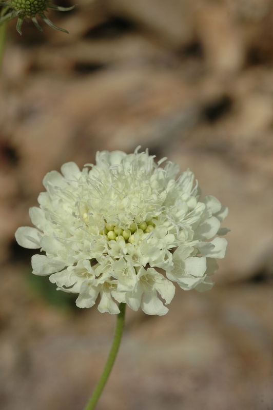 Image of Scabiosa ochroleuca specimen.