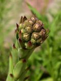 Sempervivum tectorum. Соцветие с бутонами. Марий Эл, Йошкар-Ола, ул. Гоголя, в культуре. 16.06.2021.