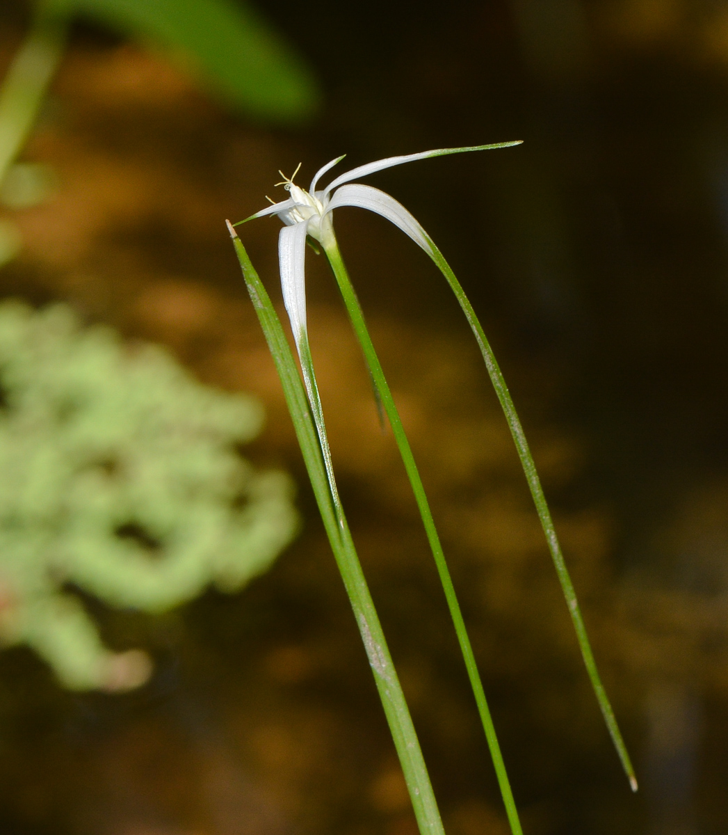 Image of Rhynchospora colorata specimen.