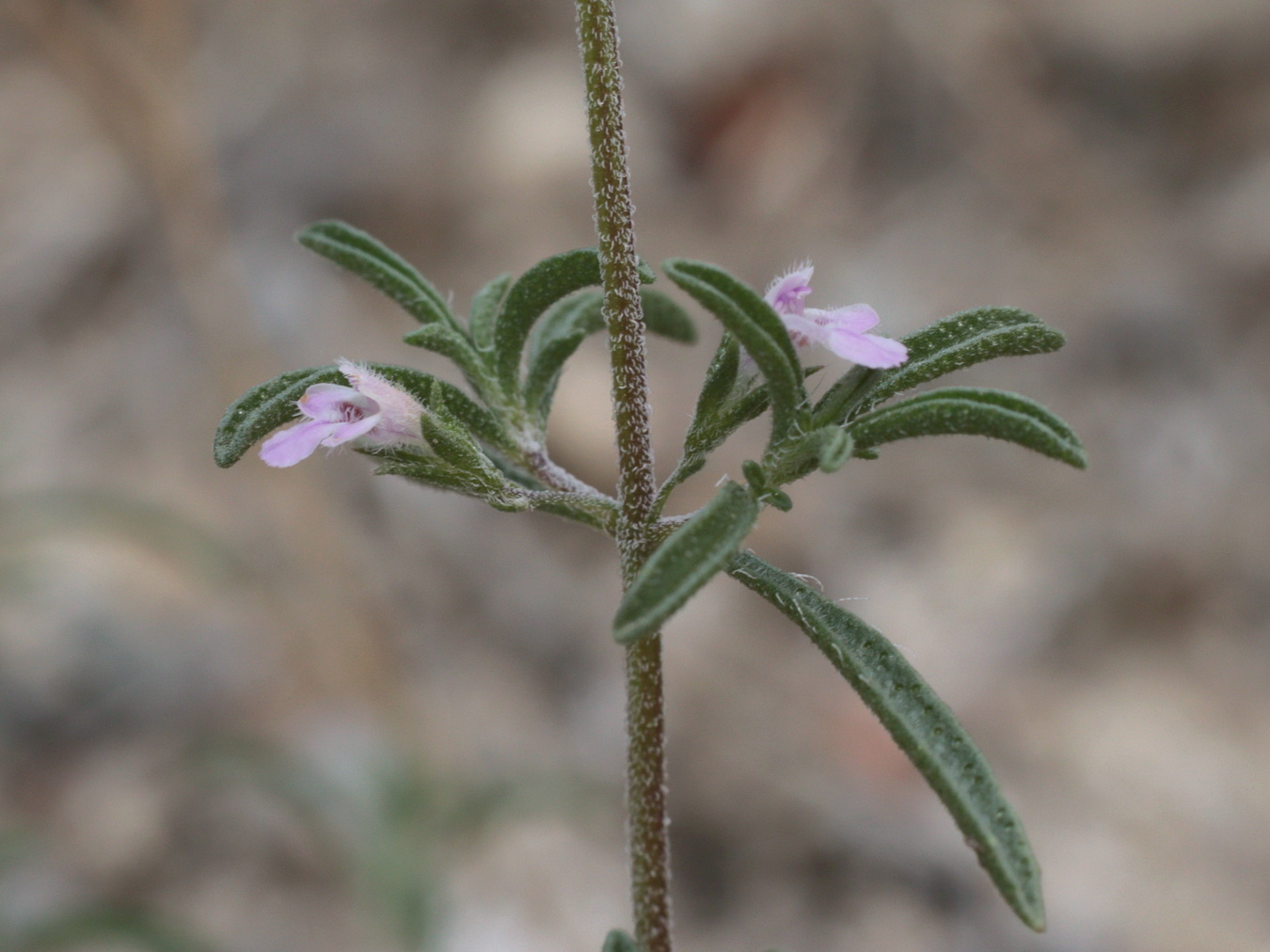 Image of Satureja hortensis specimen.