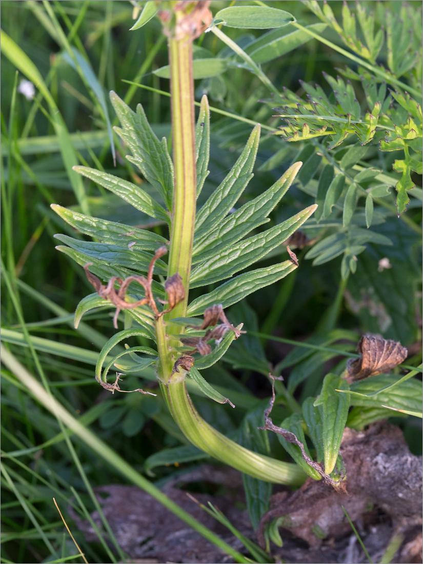 Image of Valeriana salina specimen.