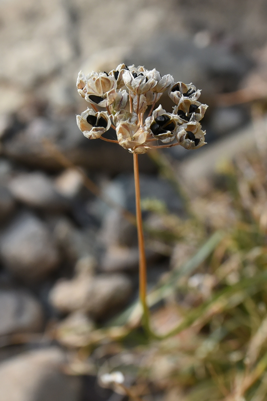 Image of Allium oreoprasum specimen.