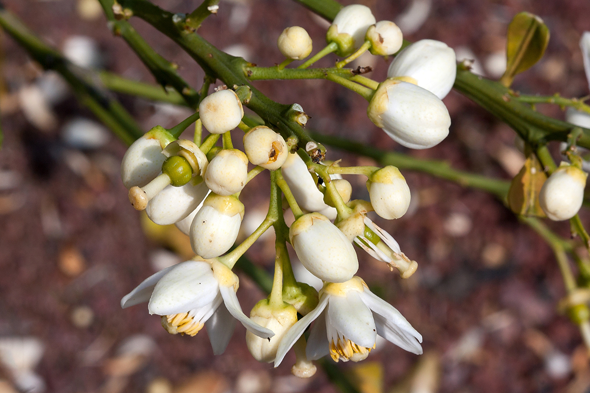 Image of Citrus &times; paradisi specimen.