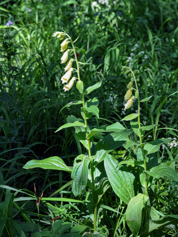 Image of Digitalis grandiflora specimen.