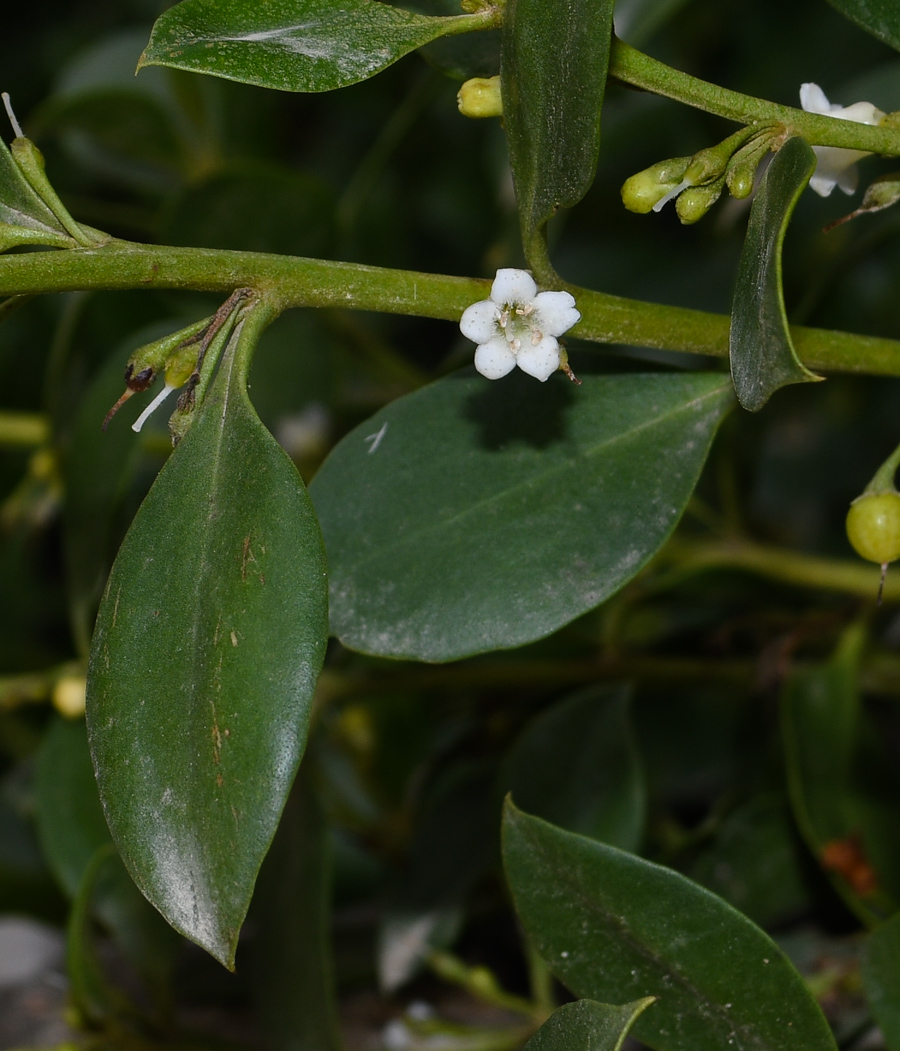 Image of genus Myoporum specimen.