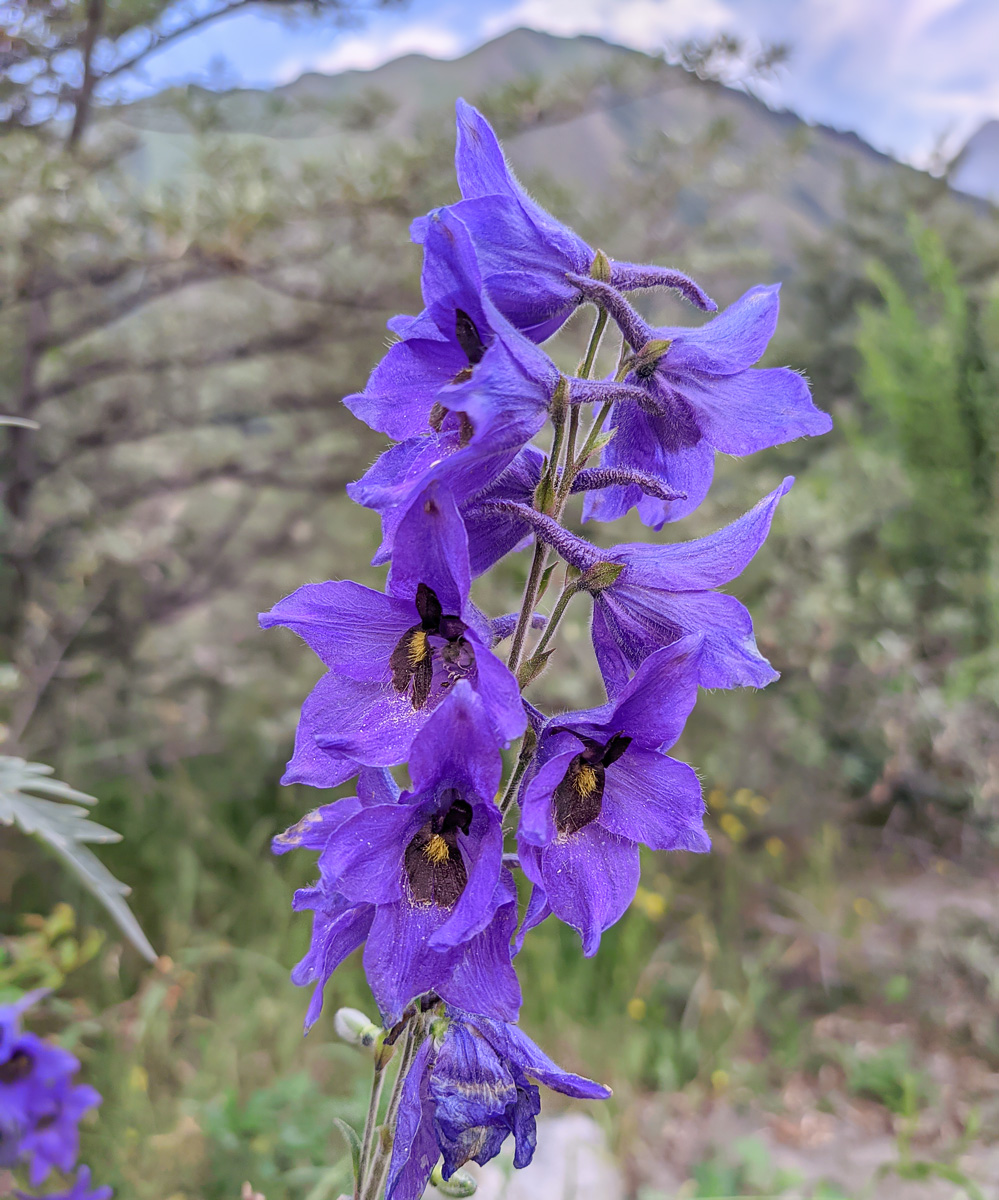 Image of Delphinium speciosum specimen.