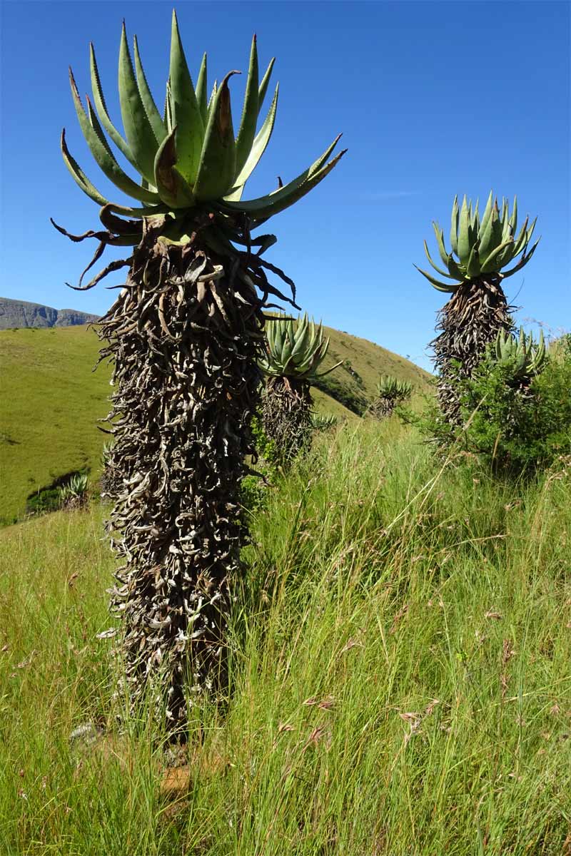 Изображение особи Aloe marlothii.