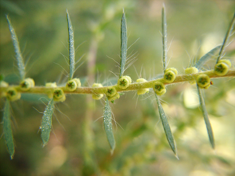 Image of Bassia scoparia specimen.