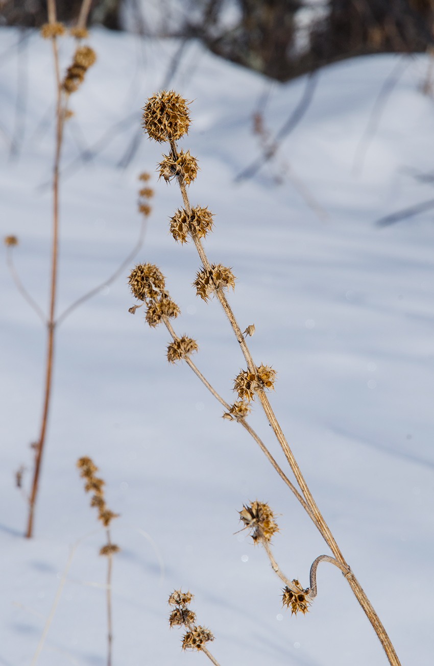 Image of Phlomoides tuberosa specimen.