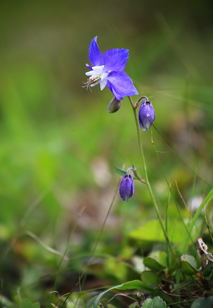 Image of Aquilegia parviflora specimen.