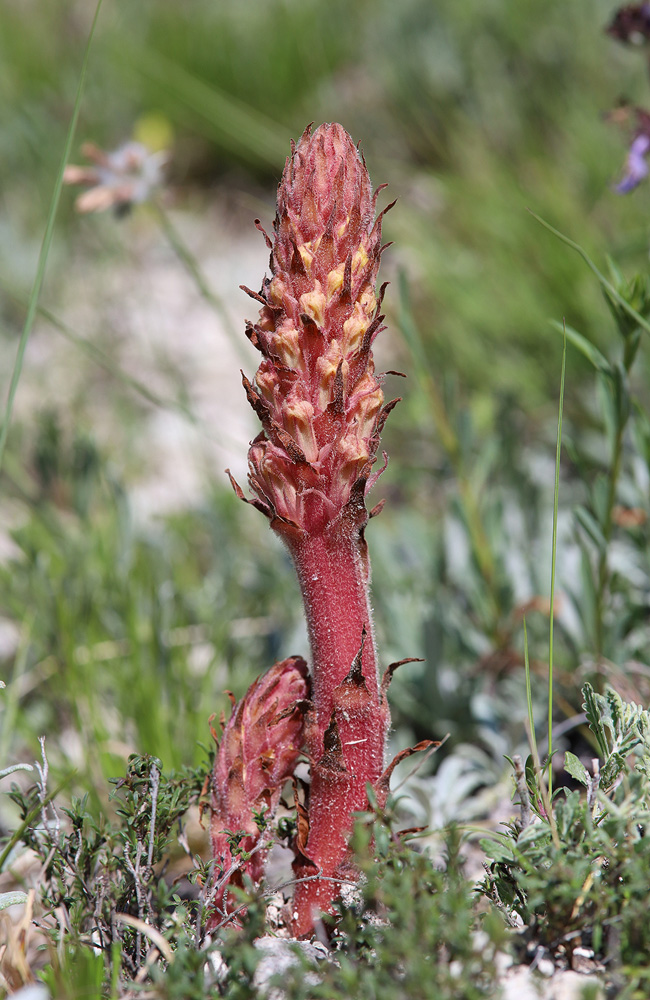 Image of Orobanche kurdica specimen.