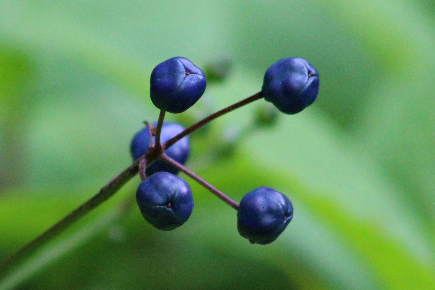 Image of Clintonia udensis specimen.