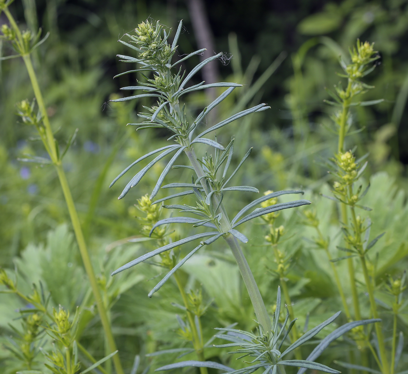 Изображение особи Galium verum.