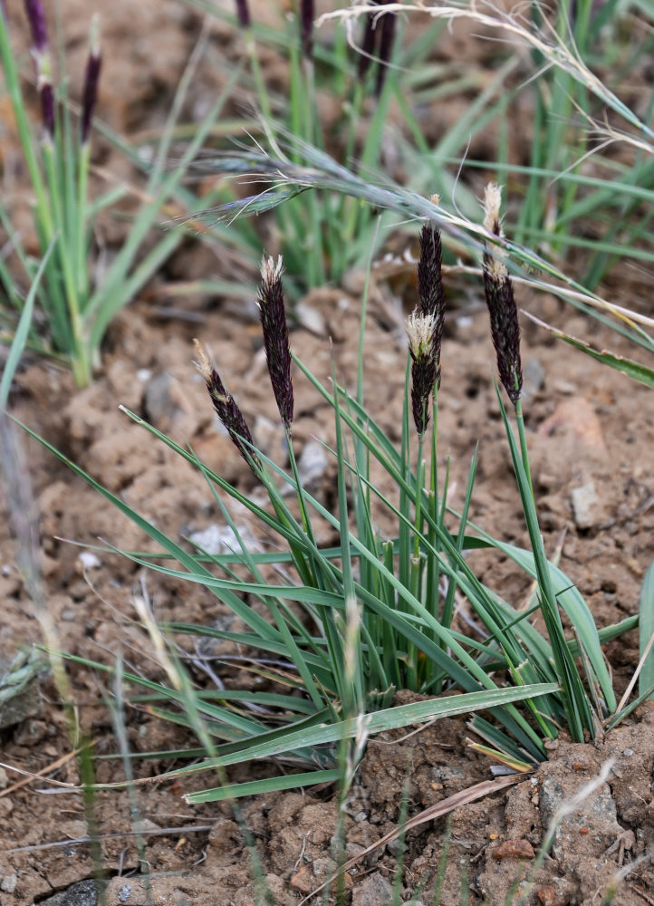 Изображение особи род Calamagrostis.