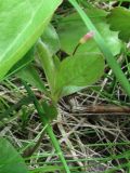 Trientalis europaea