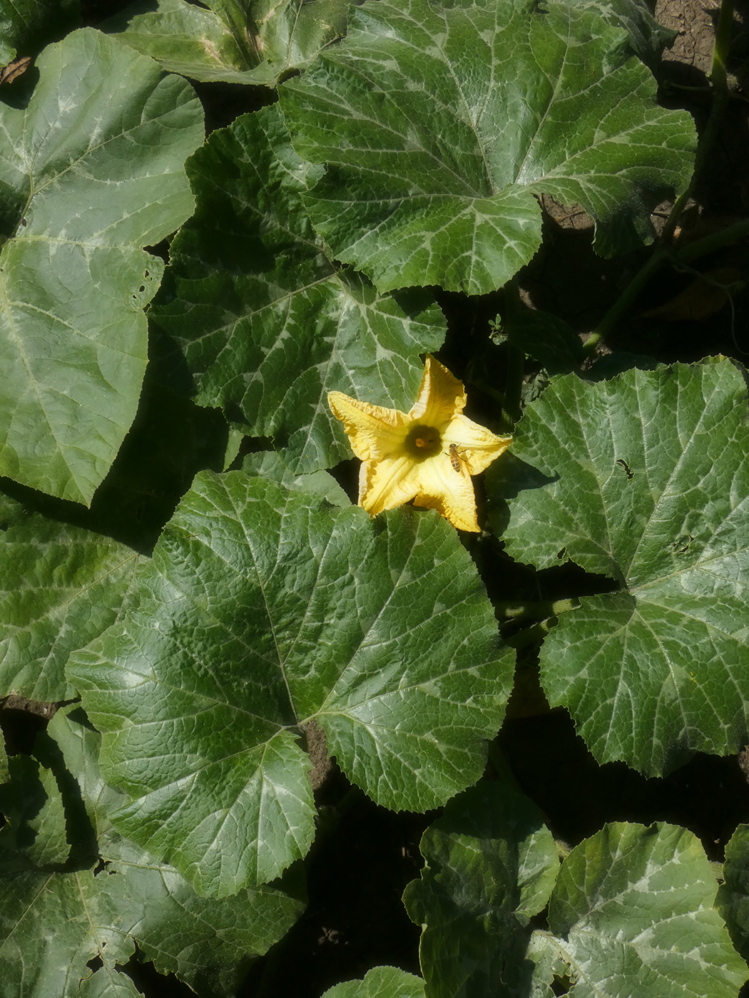 Image of Cucurbita pepo specimen.