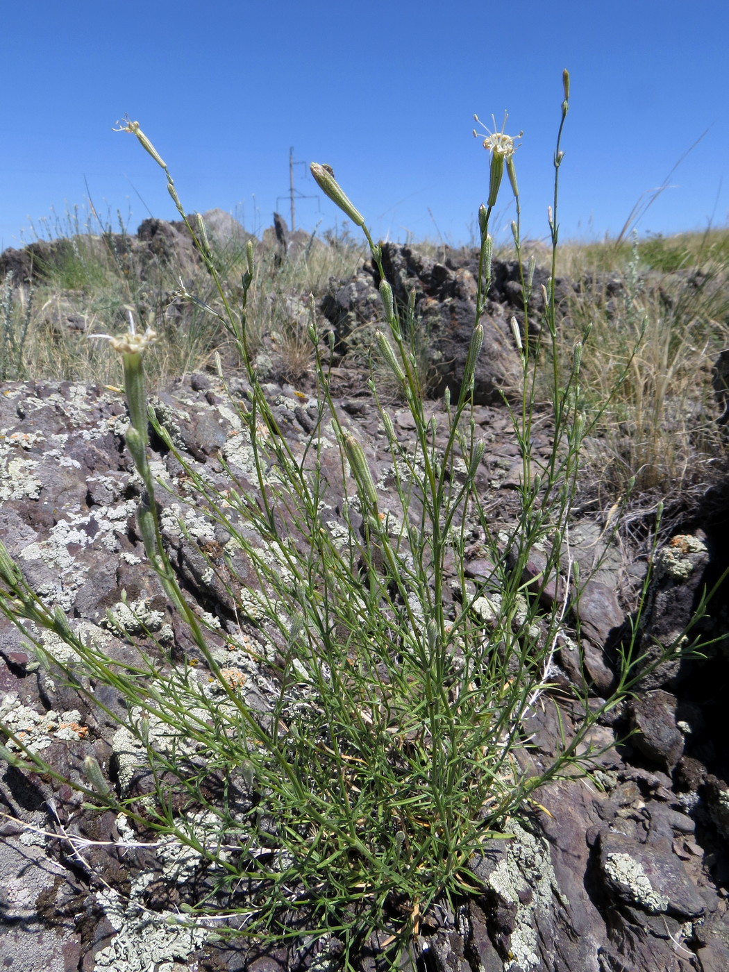 Изображение особи Silene alexandrae.