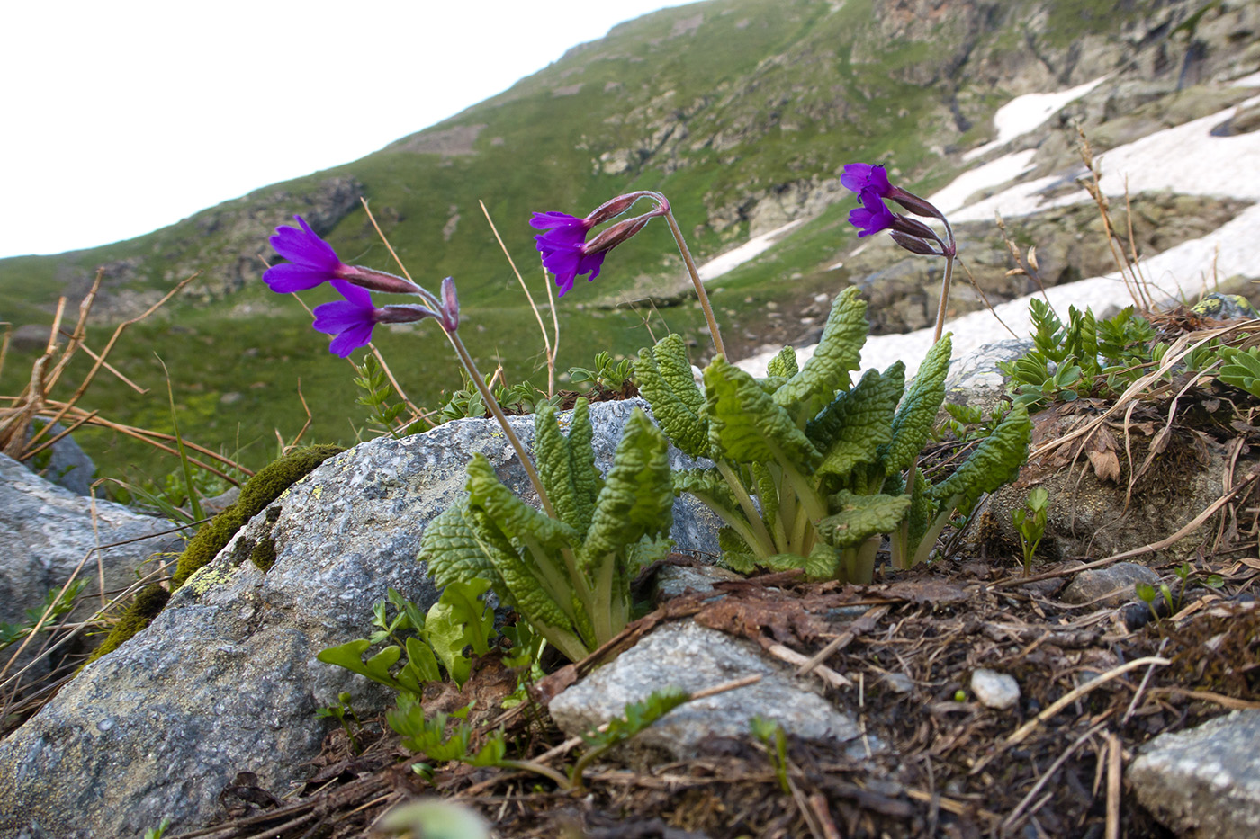 Image of Primula amoena specimen.