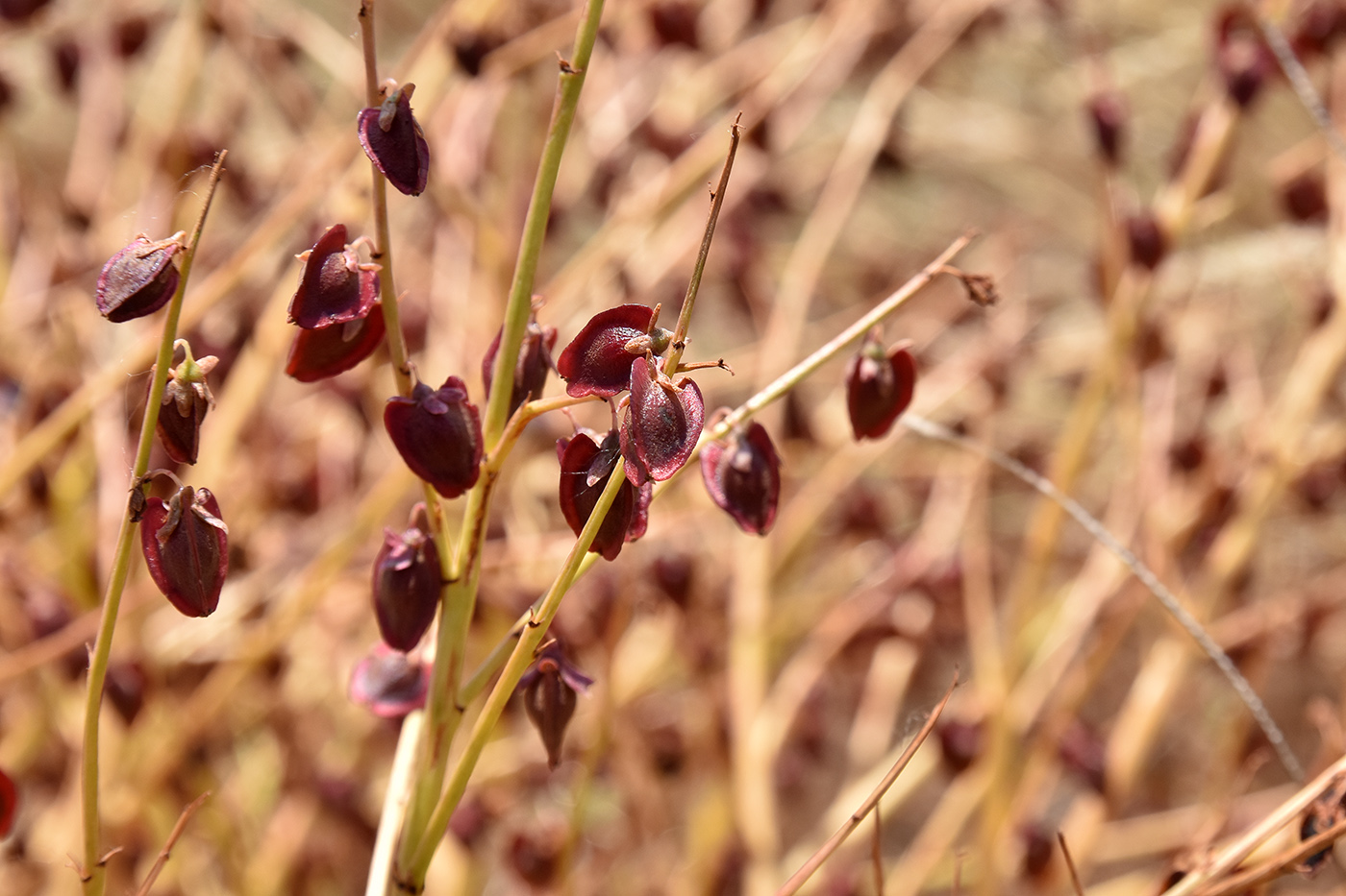 Image of Rheum tataricum specimen.