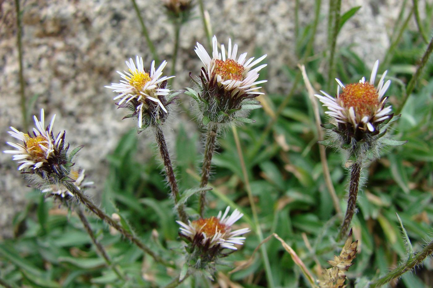 Изображение особи Erigeron pallidus.