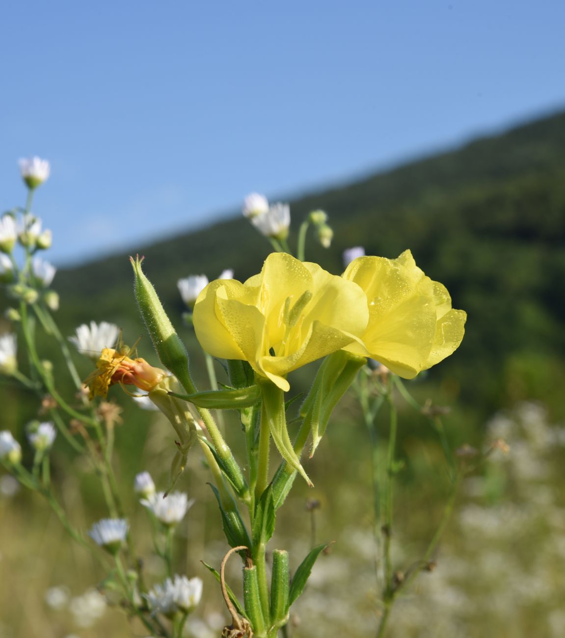 Изображение особи Oenothera biennis.