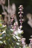 род Crassula